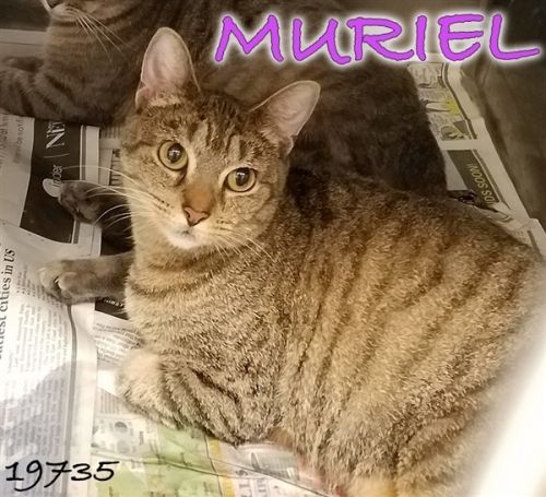 . Muriel .