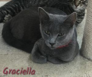 . Graciella .
