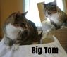 . Big Tom .