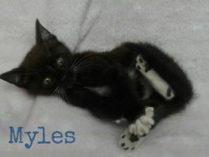 . Myles .