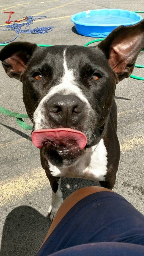Photo of Caddy