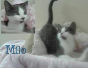 . Milo .