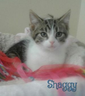. Shaggy .