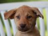 Sage - ADOPTION IN PROGRESS