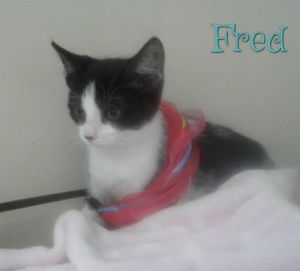 . Fred .