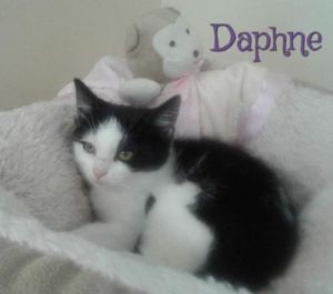 . Daphne .
