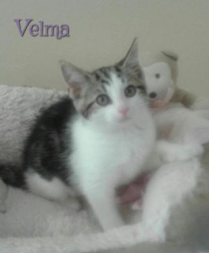 . Velma .