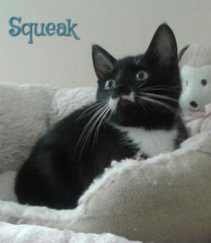 . Squeak .