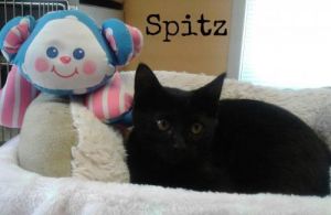 . Spitz .