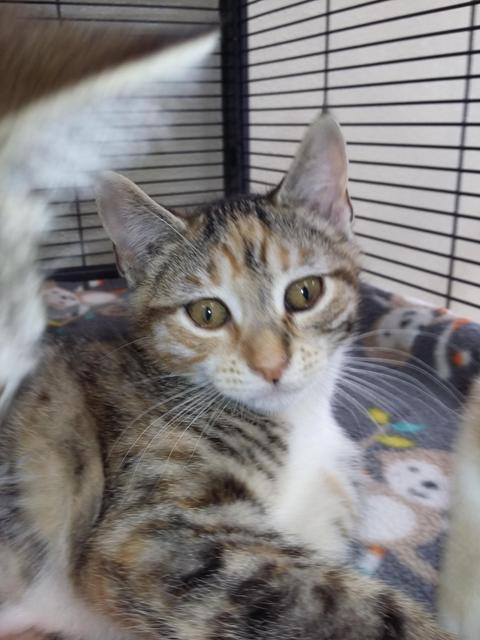 . Jem - kitten! .