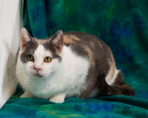 . Daisy - Colony Cat! .