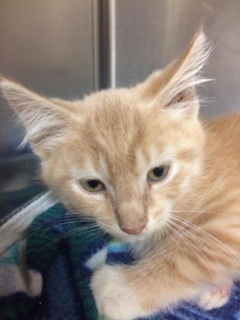 . Phillip - kitten! .