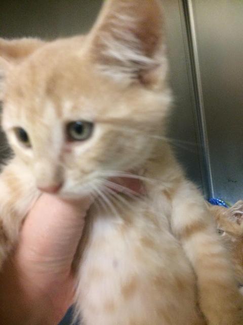 . Scott - kitten! .