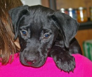 . Ajax #3 .