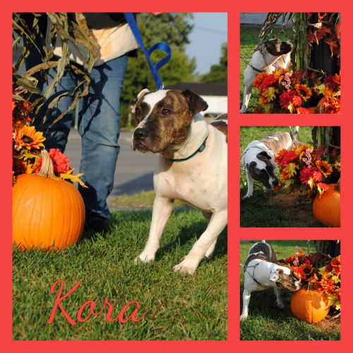 Photo of Kora