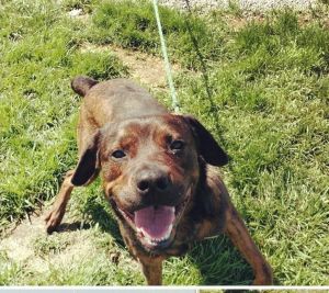 Photo of Koda
