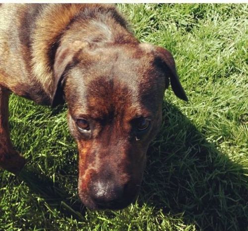 Photo of Koda
