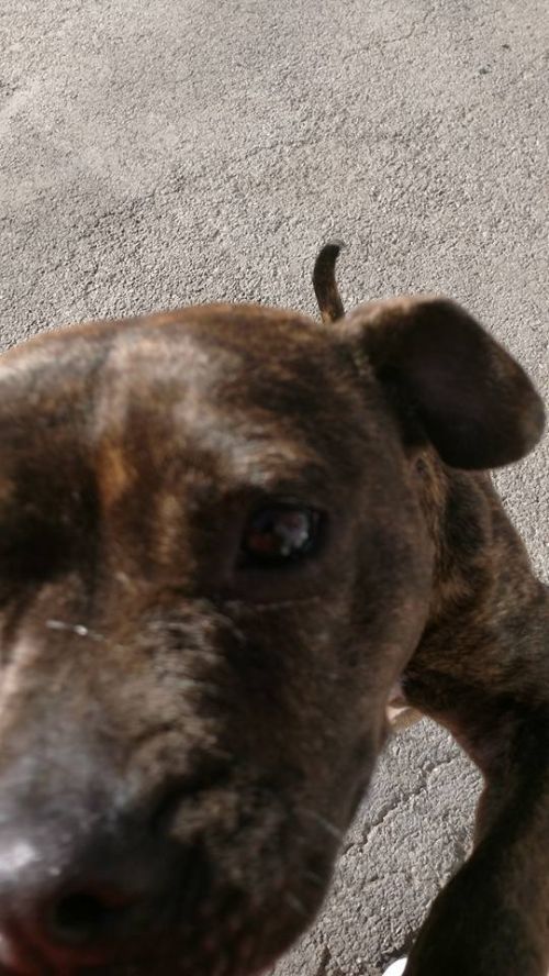 Photo of Josie