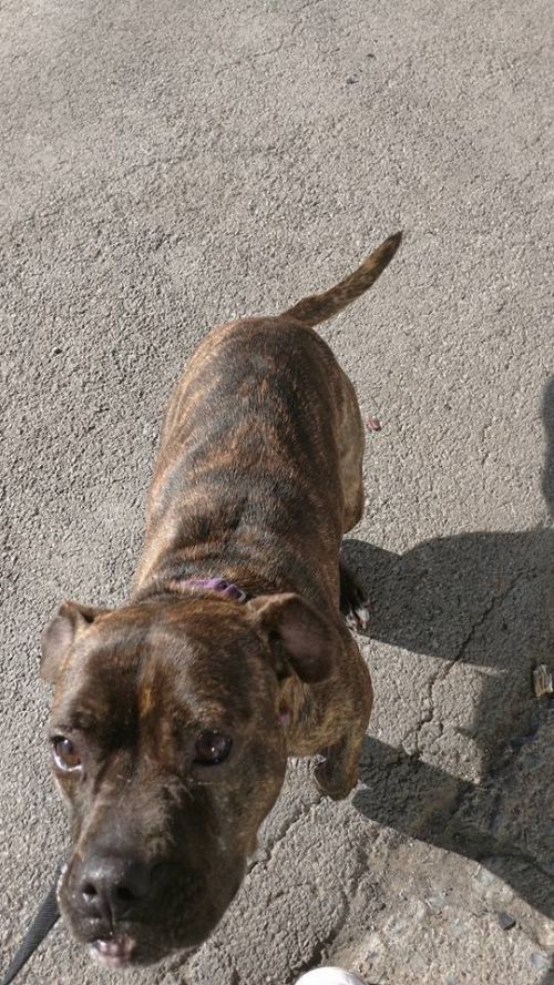 Photo of Josie