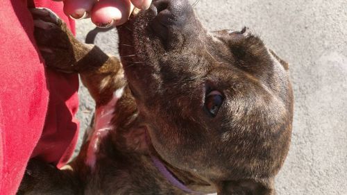 Photo of Josie