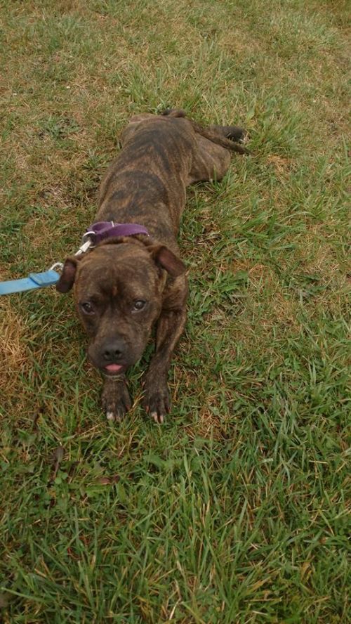 Photo of Josie