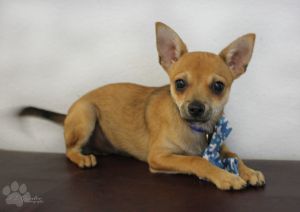 . Chi mix puppy .