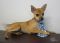 . Chi mix puppy .