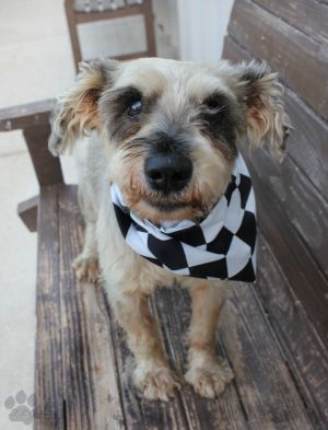 . Schnauzer boy .