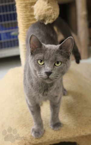 . Russian Blue Momma .