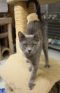 . Russian Blue Momma .