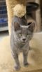 . Russian Blue Momma .