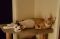 . Cairo and Lexi .