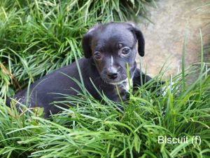 . Biscuit .