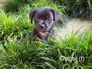 . Gidget .