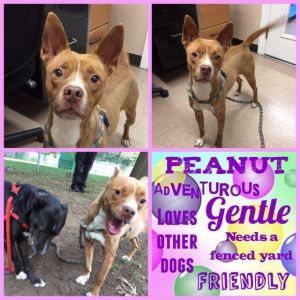 . Peanut .