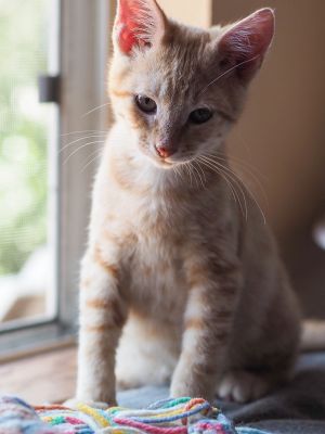 . Cadbury .