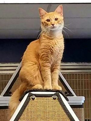 . Garfield .