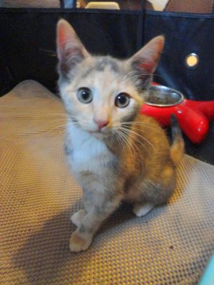. Tabitha .