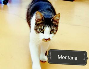 . Montana .
