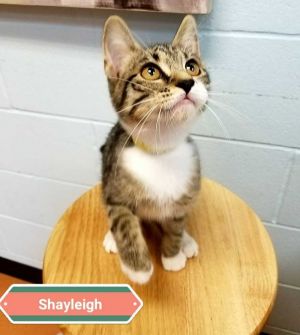 . Shayleigh .