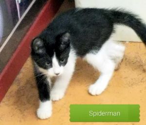 . Spiderman .