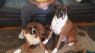 . Essi - Need Foster .