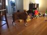 . Essi - Need Foster .