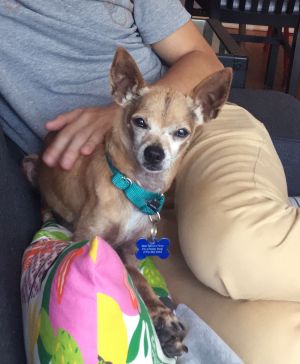 . Dumpling--A sponsor is Covering my Adoption Fee! .