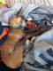. Dumpling--A sponsor is Covering my Adoption Fee! .