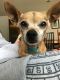 . Dumpling--A sponsor is Covering my Adoption Fee! .