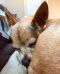 . Dumpling--A sponsor is Covering my Adoption Fee! .