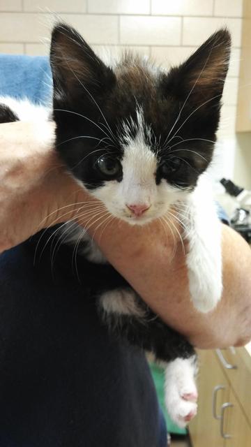 . Peppermint Patty - kitten! .
