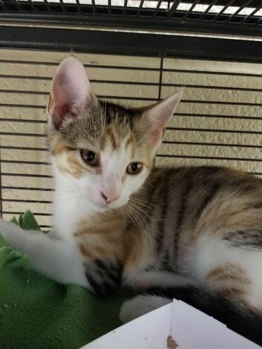 . Ruby - kitten! .