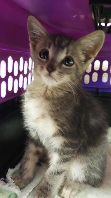 . Tobias - kitten! .